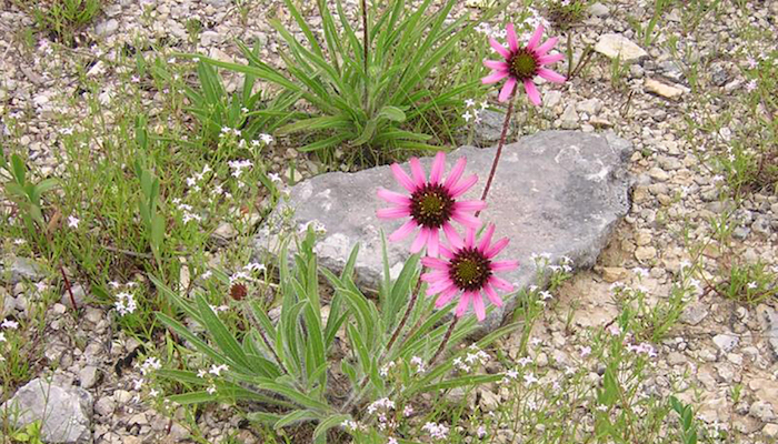 Tennessee Purple Coneflower
