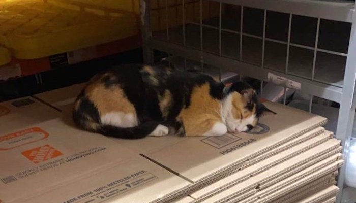 Pumpkin Home Depot Cat 2