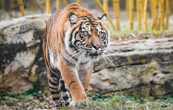 Nashville Zoo Sumatran Tiger
