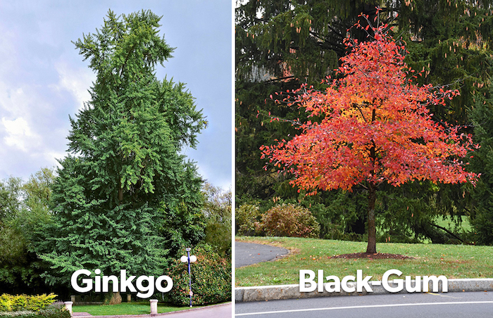 Ginkgo and Black-Gum Trees