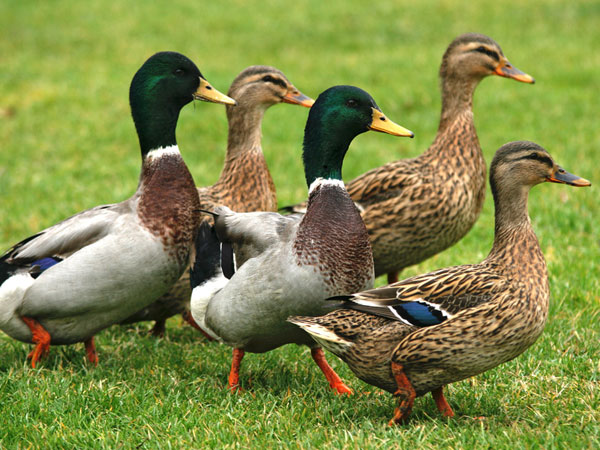 Duck Day
