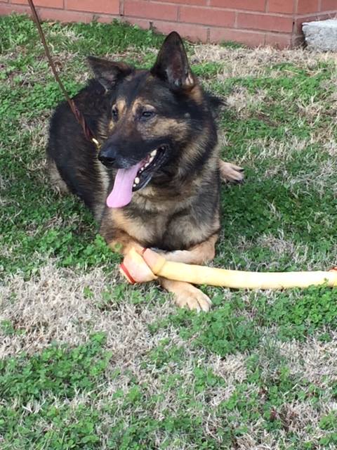 K-9 Balu Earns Retirement
