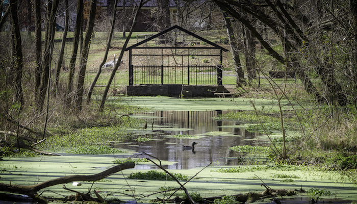 Oaklands Mansion Guided Wetlands & Gardens Tour