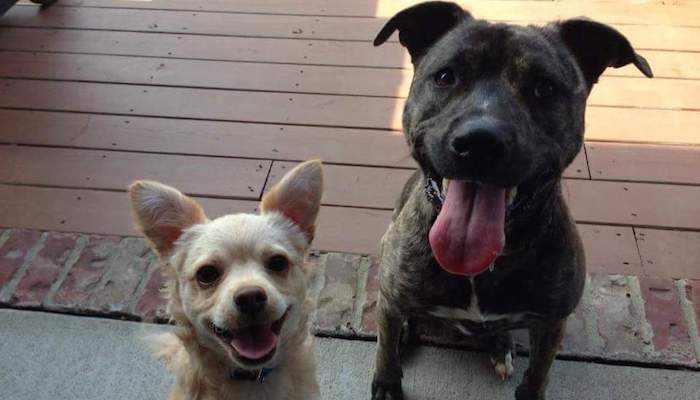 Wedding Dogs