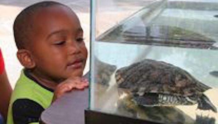 World Turtle Day
