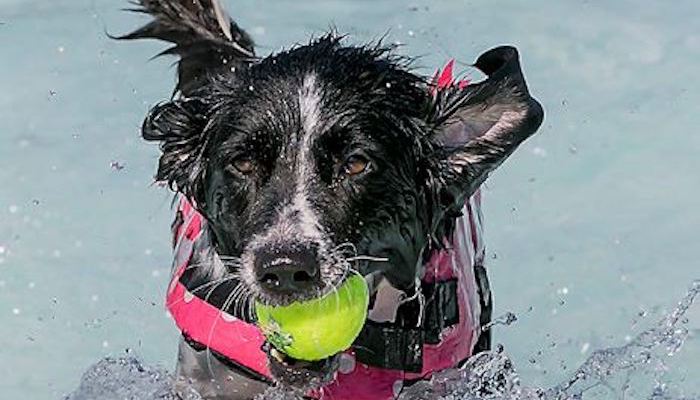 Puppy Plunge