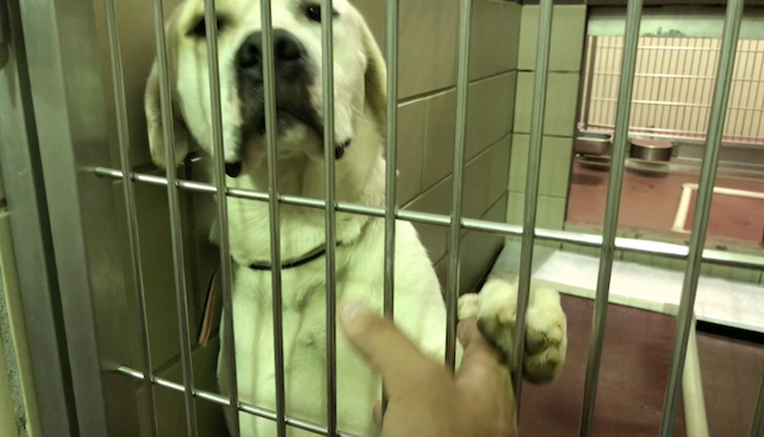 PAWS Meet the Dogs