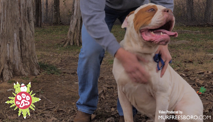 PAWS of Rutherford County Free Adoption Day