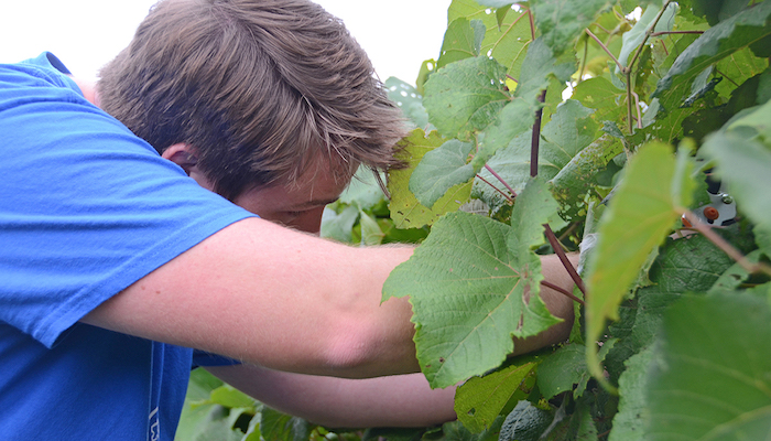 Grape Harvest Day with MTSU Student Connor Ball