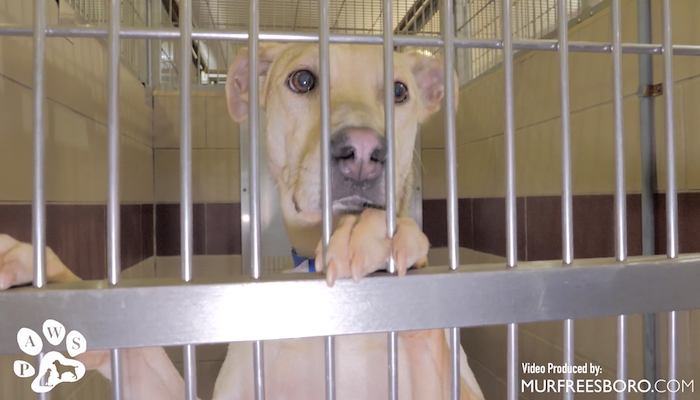 Paws January 2019 Adoption