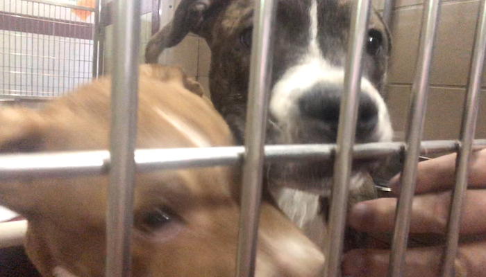 Puppies at PAWS of Rutherford County