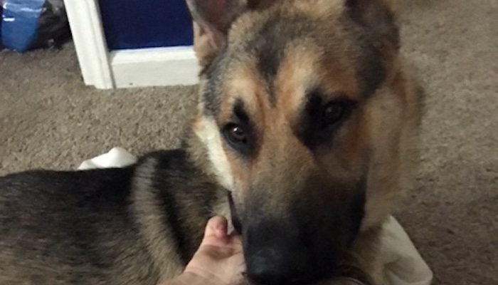 Missing Dog