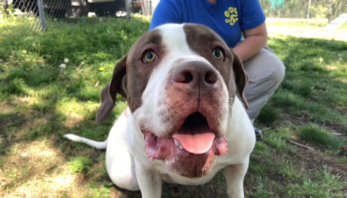 PAWS Pets for Adoption April 22, 2019
