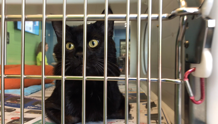 PAWS Pets for Adoption April, 29 2019