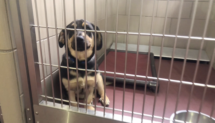PAWS Pets for Adoption May 13, 2019