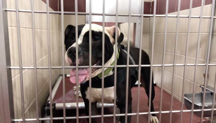 PAWS Pets for Adoption May 20, 2019
