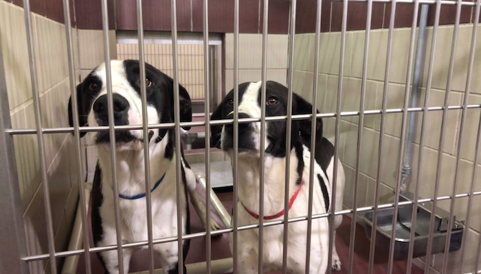 PAWS Pets for Adoption May 6, 2019