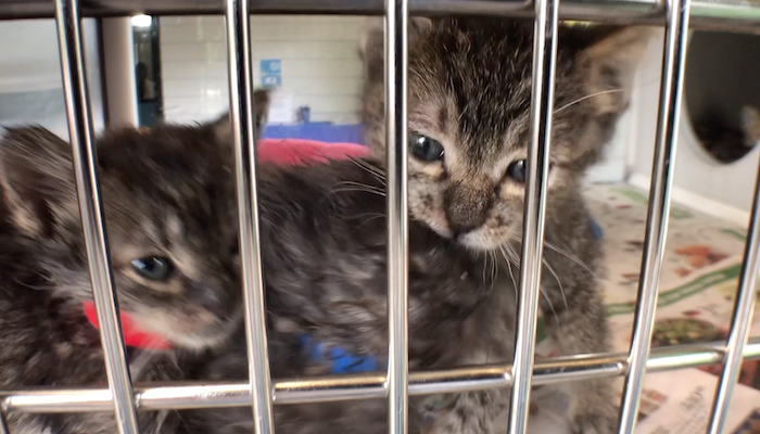 PAWS of Rutherford County Pets for Adoption June 18, 2019