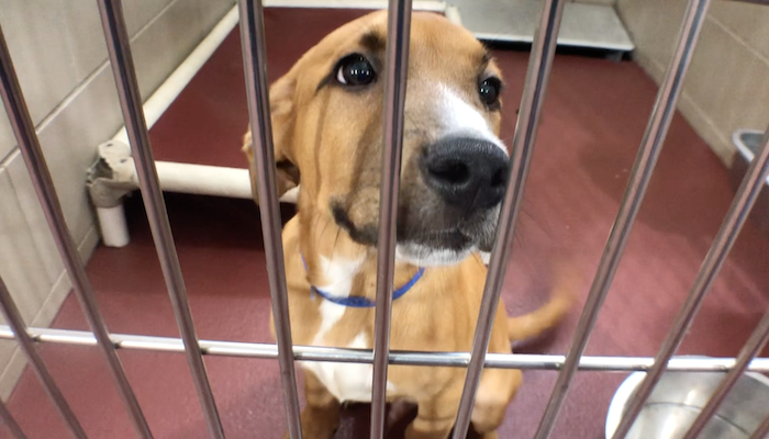 PAWS of Rutherford County Pets for Adoption June 24, 2019