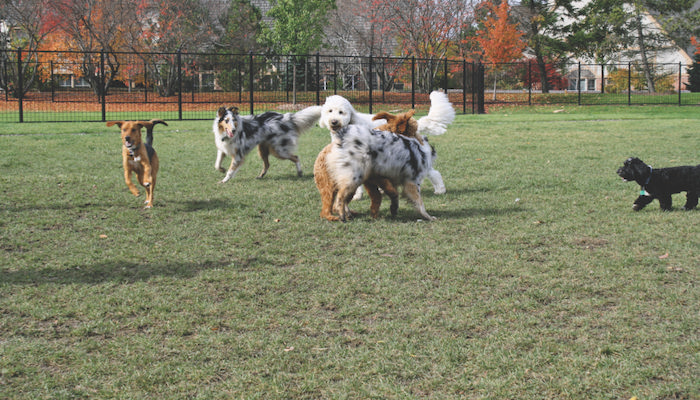 Dog Park