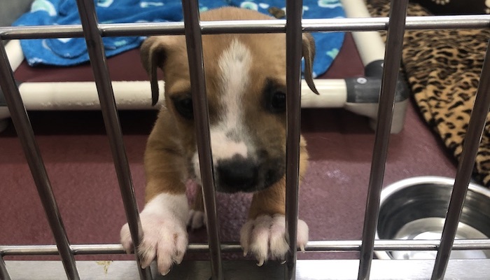 PAWS of Rutherford County Pets for Adoption July 15, 2019