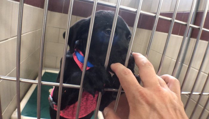 PAWS of Rutherford County Pets for Adoption July 22, 2019