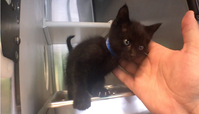 PAWS Pets for Adoption Aug 21, 2019