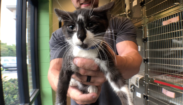 PAWS Pets for Adoption Aug 26, 2019