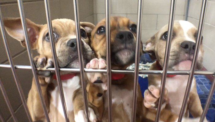 PAWS of Rutherford County Pets for Adoption August 6, 2019
