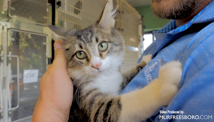 PAWS of Rutherford County Pets for Adoption Sept 16, 2019