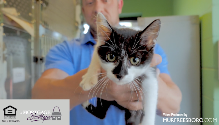 PAWS of Rutherford County Pets for Adoption Sept 3, 2019