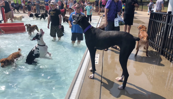 Puppy Plunge 2019