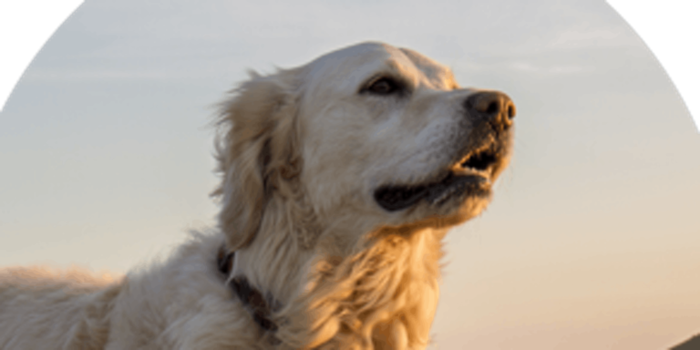 CBD Seminar for your Pets