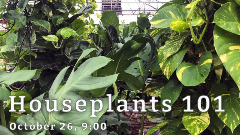 Houseplants 101