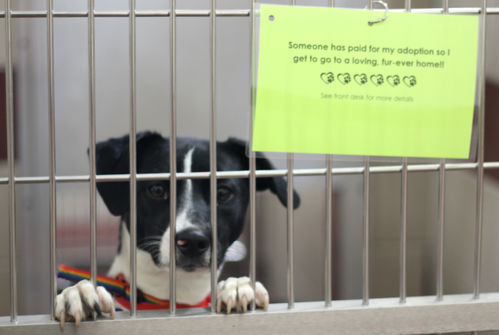 Good Samaritan Pays For Adoption Fees at PAWS