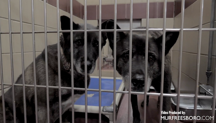 PAWS of Rutherford County Pets for Adoption November 14, 2019