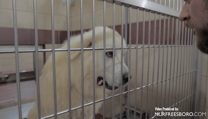 PAWS of Rutherford County Pets for Adoption November 26, 2019