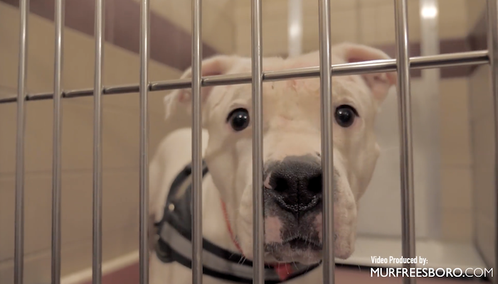PAWS of Rutherford County Pets for Adoption December 26, 2019