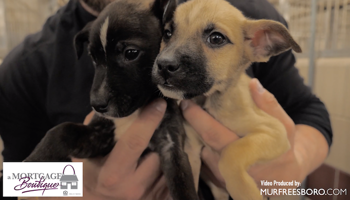 PAWS of Rutherford County Pets for Adoption December 4, 2019