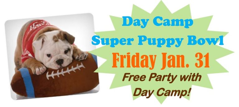 Super Puppy Bowl in Day Camp