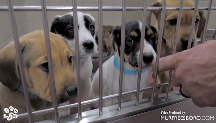 PAWS of Rutherford County Pets for Adoption January 15, 2020