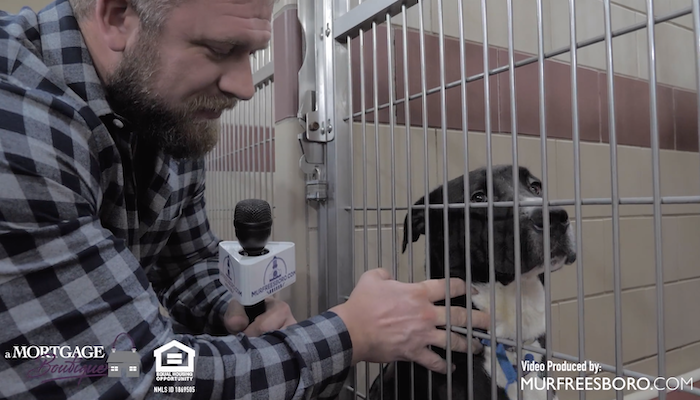 PAWS of Rutherford County Pets for Adoption January 27, 2020