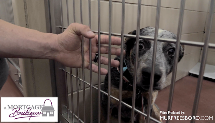 PAWS of Rutherford County Pets for Adoption January 8, 2020