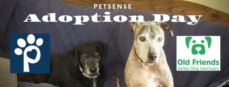 Adoption Day with Petsense