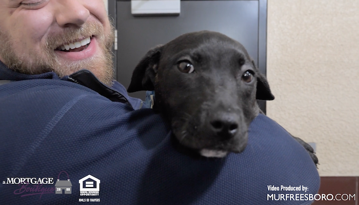 PAWS of Rutherford County Pets for Adoption February 12, 2020