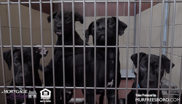 PAWS of Rutherford County Pets for Adoption February 18, 2020
