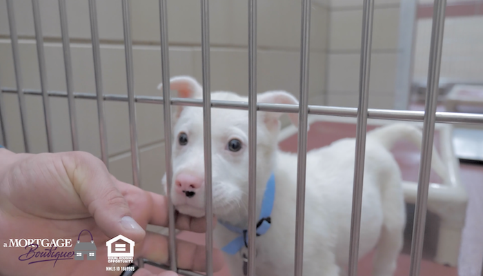 PAWS of Rutherford County Pets for Adoption February 5, 2020