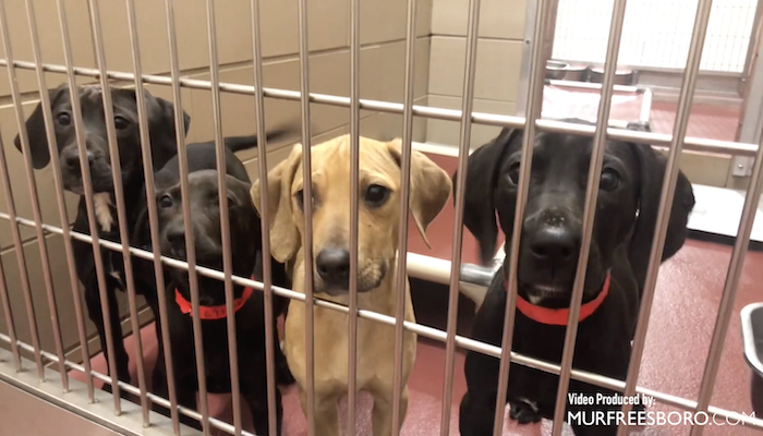 PAWS of Rutherford County Pets for Adoption March 16, 2020