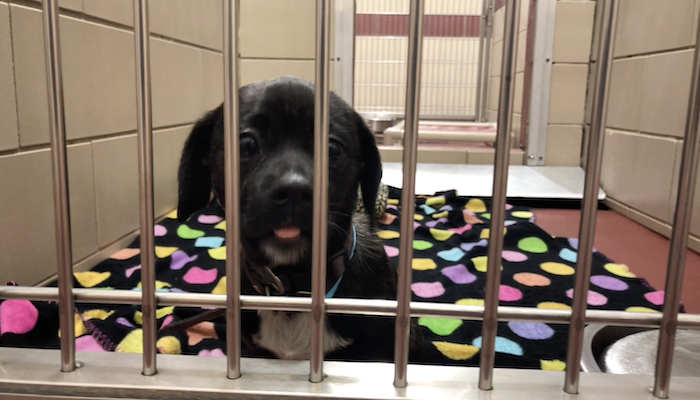PAWS of Rutherford County is back open