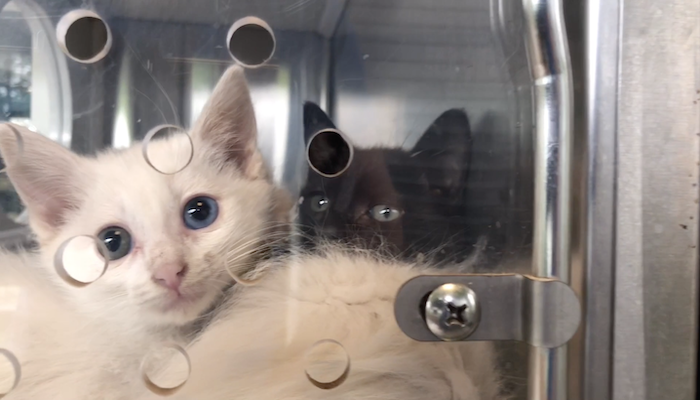 PAWS of Rutherford County Pets for Adoption May 19, 2020